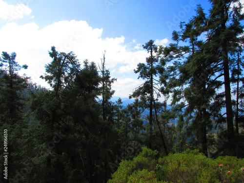 Bosque en Sierra Chincua, Michoacán, México photo