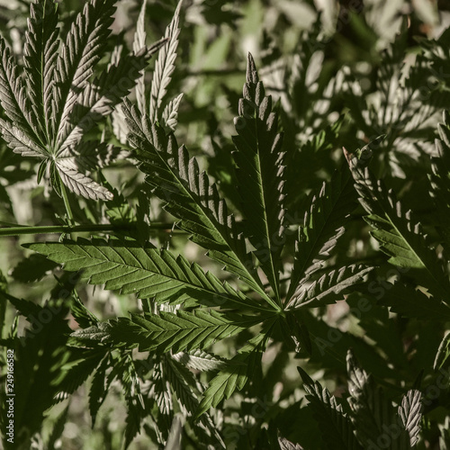 Marijuana plant illuminated by sunlight. Hemp plants on a natural background. Selective focus. Low contrast..