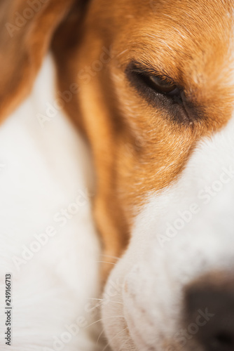 Beagle dog sleeping, closeup shoot