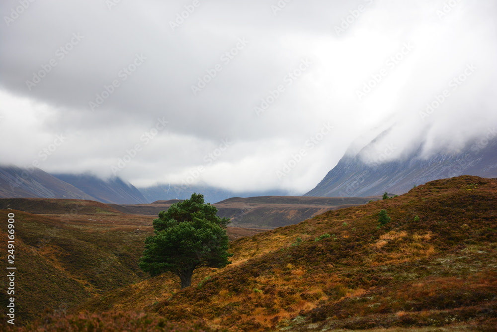 Einsamer Baum im Herbst im Caingorms Nationalpark in Schottland, mit wolkenverhangenen Bergen