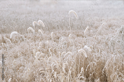 Prairie with heavy frost on giant foxtail grasses photo