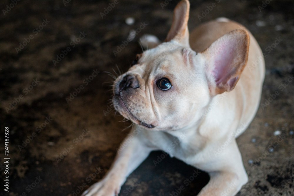Portrait of French Bulldog puppy looking up to the camera.