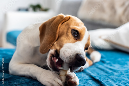 Wall Mural Beagle puppy chewing on a dog snack
