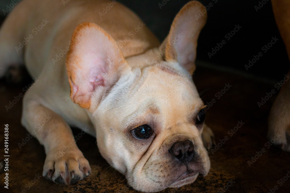 Sadly face French Bulldog puppy lay down on the floor.