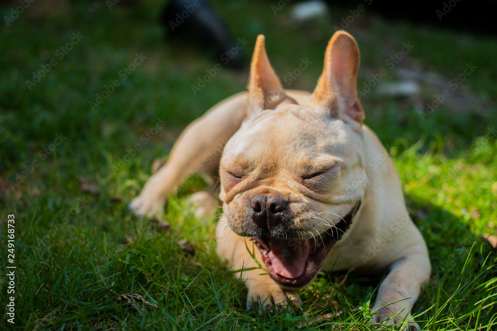 French Bulldog yawning and laying on the grass field.