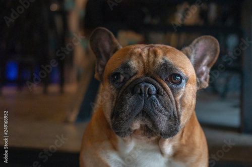 Portrait of French  Bulldog looking to the camera.  © bzjpan