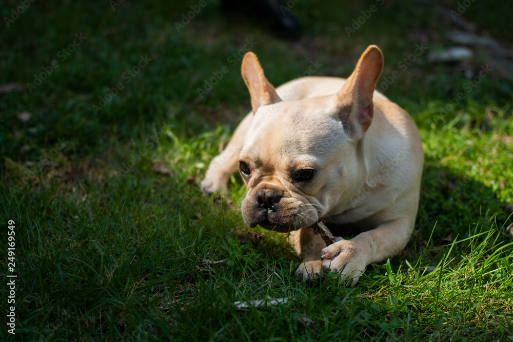 White French Bulldog lay on the grass field. The dog finding something.