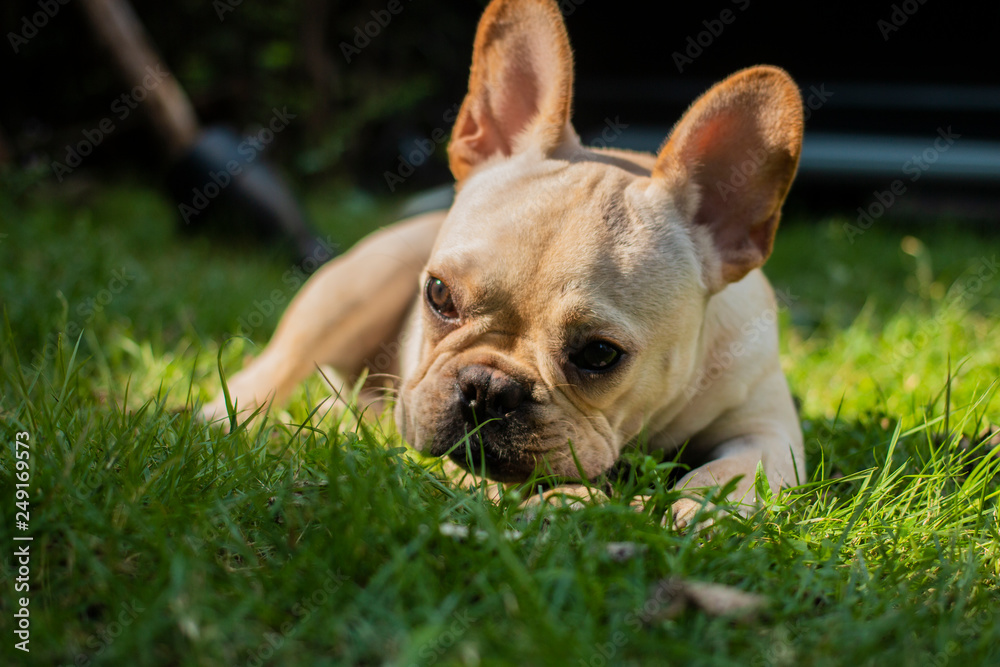 French Bulldog puppy lay on the grass field. The dog finding something.