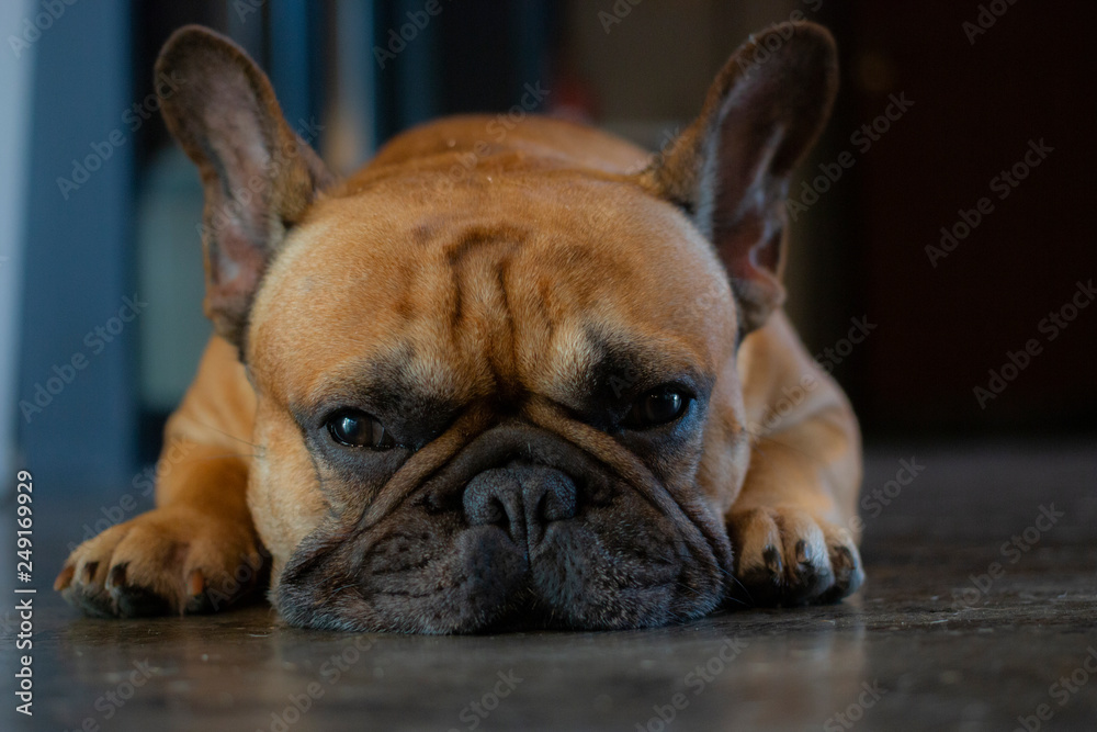 Close up of young French Bulldog  looking to the camera and laying on the floor.