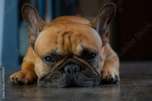 Close up of young French Bulldog  looking to the camera and laying on the floor. © bzjpan