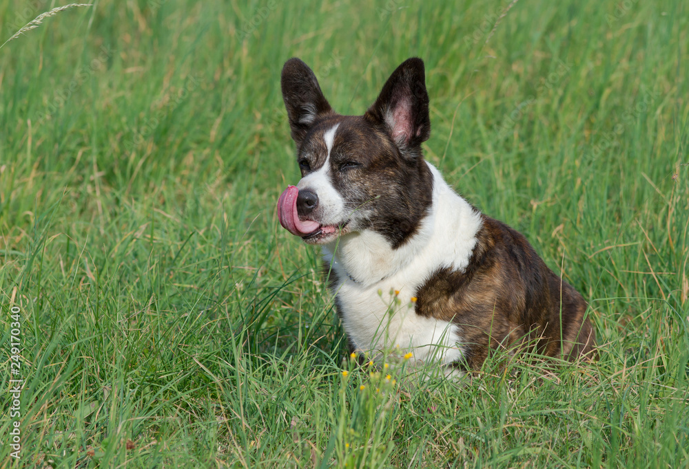 Male Brindle Welsh Corgi Cardigan in a grass Male Brindle Welsh Corgi Cardigan in a grass