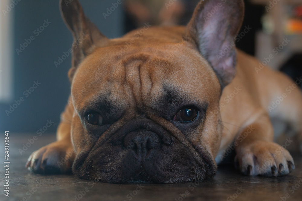 Close up of young French Bulldog  looking to the camera and laying on the floor.