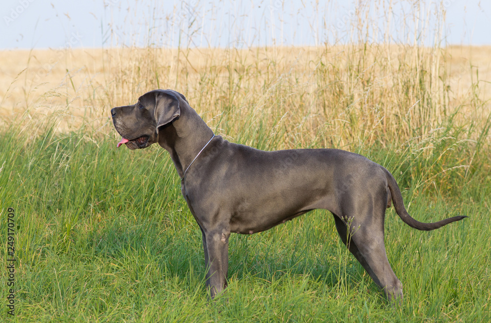 The blue great dane dog in grass