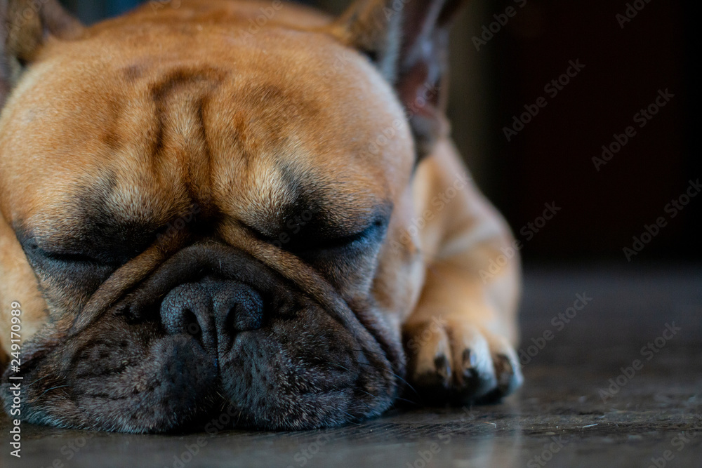 Portrait of young French Bulldog sleeping on the floor.