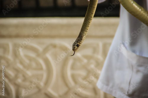 People use bare hand to catch Indochinese rat snake (Ptyas korros). Chinese ratsnake or Indo-Chinese rat snake, is a species of colubrid snake endemic to Southeast Asia. photo