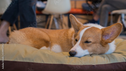 Pembroke Welsh Corgi sleeping on its bed © bzjpan