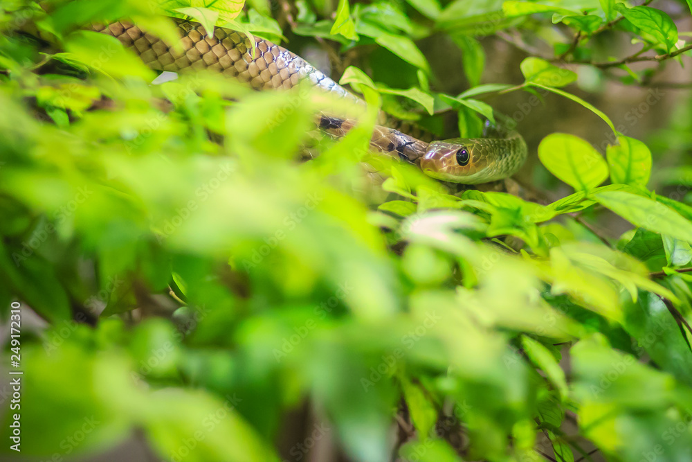 Obraz premium Cute Indochinese rat snake (Ptyas korros) is slithering on tree with green leaves background. Chinese ratsnake or Indo-Chinese rat snake, is a species of colubrid snake endemic to Southeast Asia.