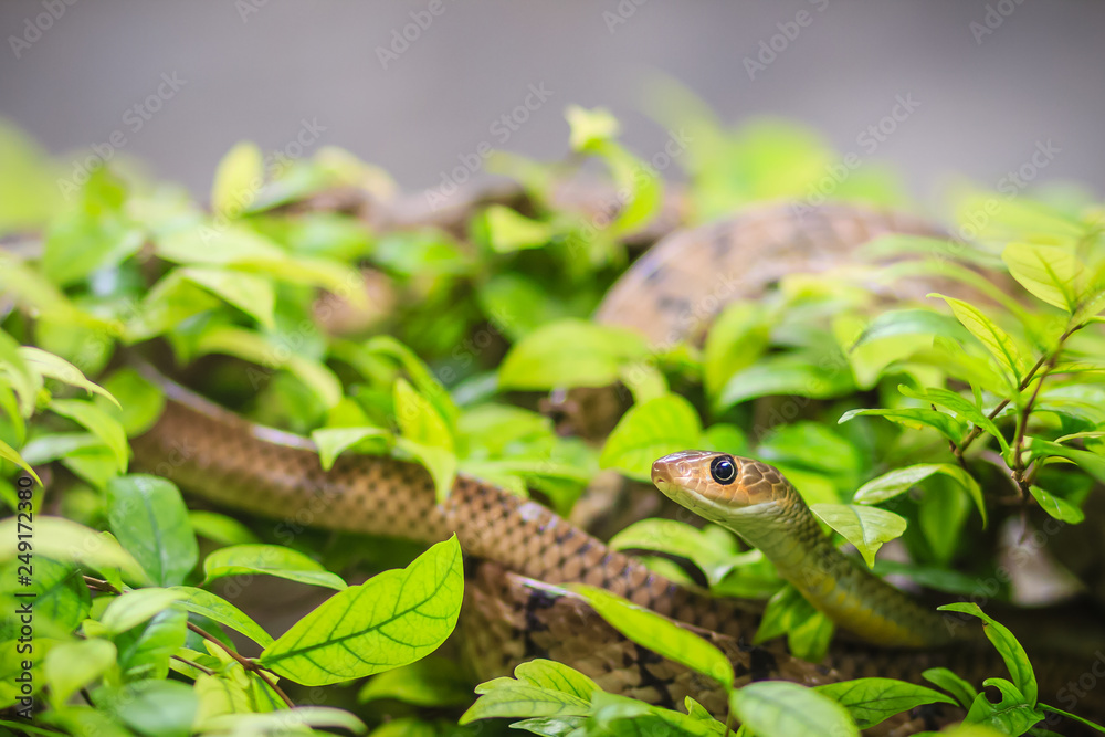 Naklejka premium Cute Indochinese rat snake (Ptyas korros) is slithering on tree with green leaves background. Chinese ratsnake or Indo-Chinese rat snake, is a species of colubrid snake endemic to Southeast Asia.