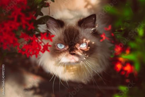 Cute Persian cat playing in the garden