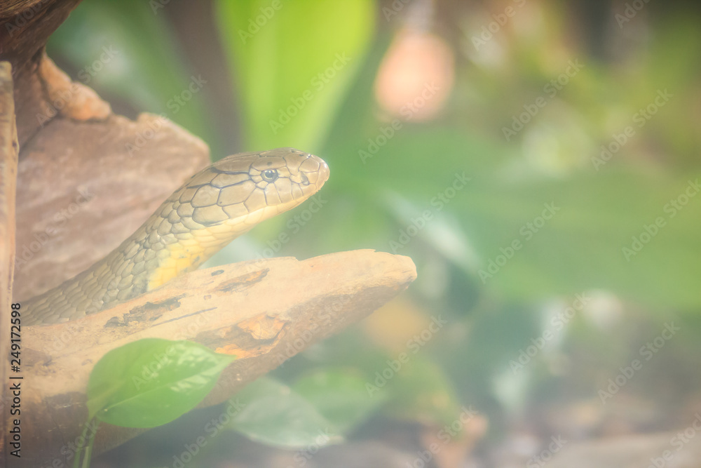 Fototapeta premium The king cobra (Ophiophagus hannah), also known as hamadryad, is a species of venomous snake in the family Elapidae. The largest venomous snake species in the world. The majestic King Cobra