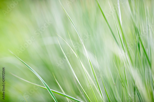 Blade of grasses against defocused background