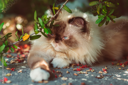 Cute Persian cat resting in the garden with sun.