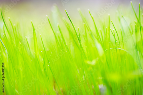 Blade of grasses against defocused background © ekim