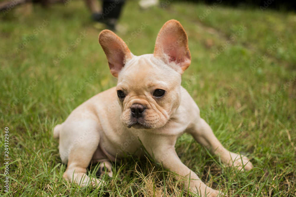 French Bulldog puppy sits on the grass field.