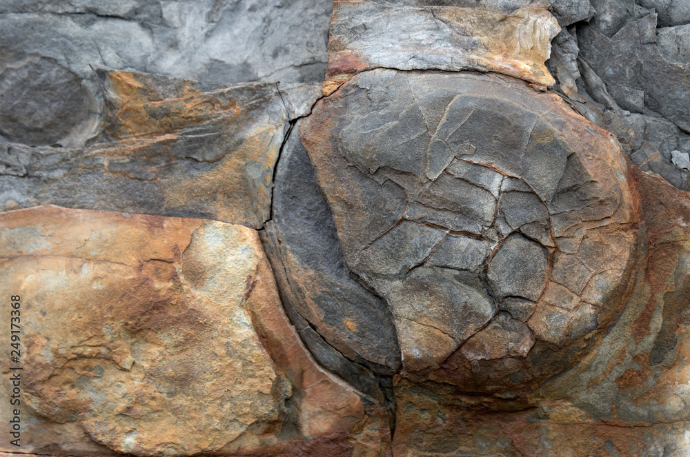 Fossil in the side of a cliff. The end of a fossilized tree trunk protrudes from the cliff.The trunk is very weathered and worn. End view. Fossil in the side of a cliff. The end of a fossilized tree trunk protrudes from the cliff.The trunk is very weathered and worn. End view.