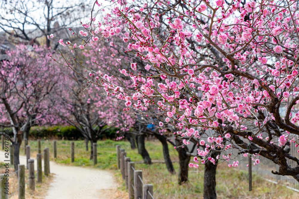 Naklejka premium Red flower plum blossoms in Urban Agricultural Park in Adachi city, Tokyo, Japan