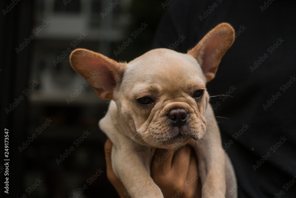 Close up French Bulldog puppy. The dog hold by its owner's hand.