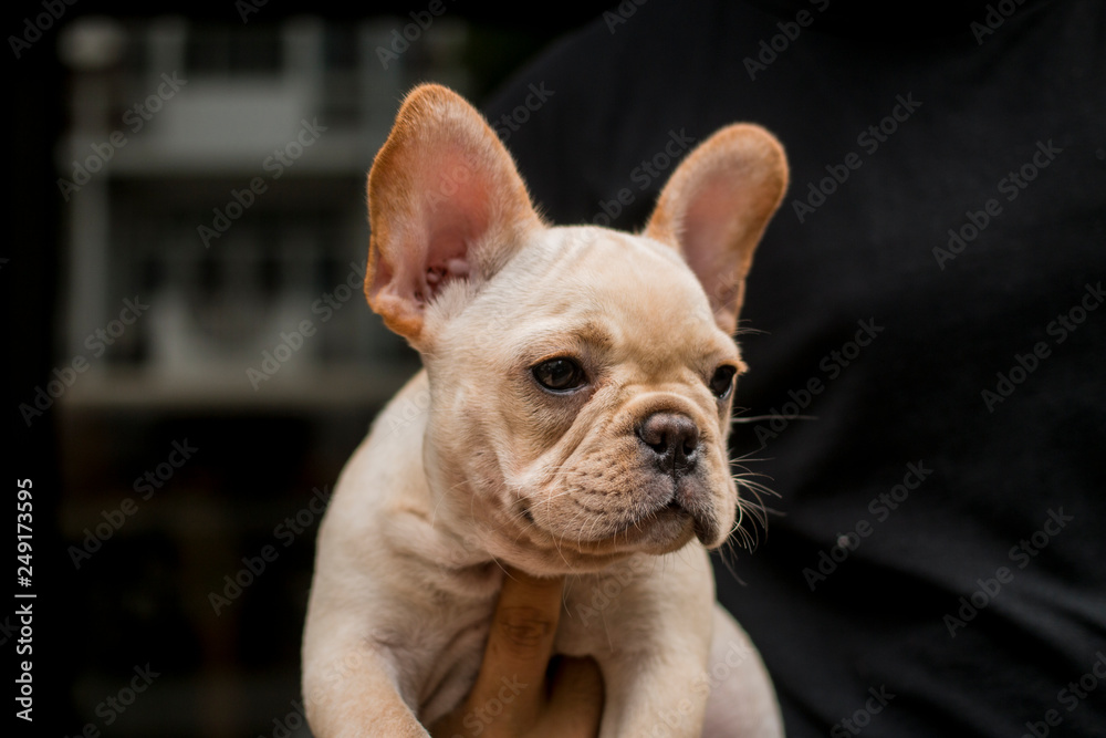 Close up French Bulldog puppy. The dog hold by its owner's hand.