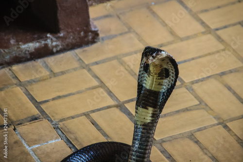 Dangerous monocled cobra snakes come into the house. The monocled cobra (Naja kaouthia), also called monocellate cobra, is a cobra species widespread across South and Southeast Asia. photo