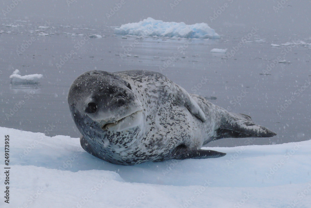 Fototapeta premium Seeleopard