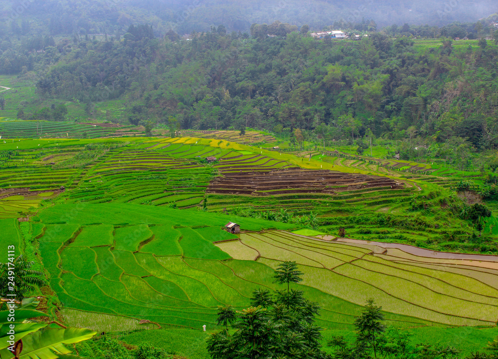 beautiful rice fields in Bali