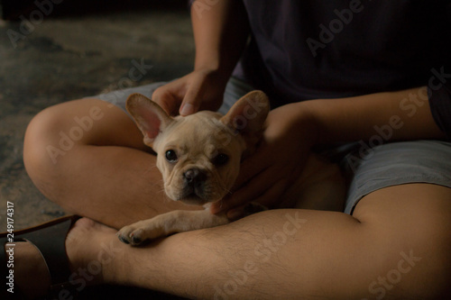 French Bulldog puppy lay on its owner s lap. Its owner s hand patting its head.The dog feeling happy.