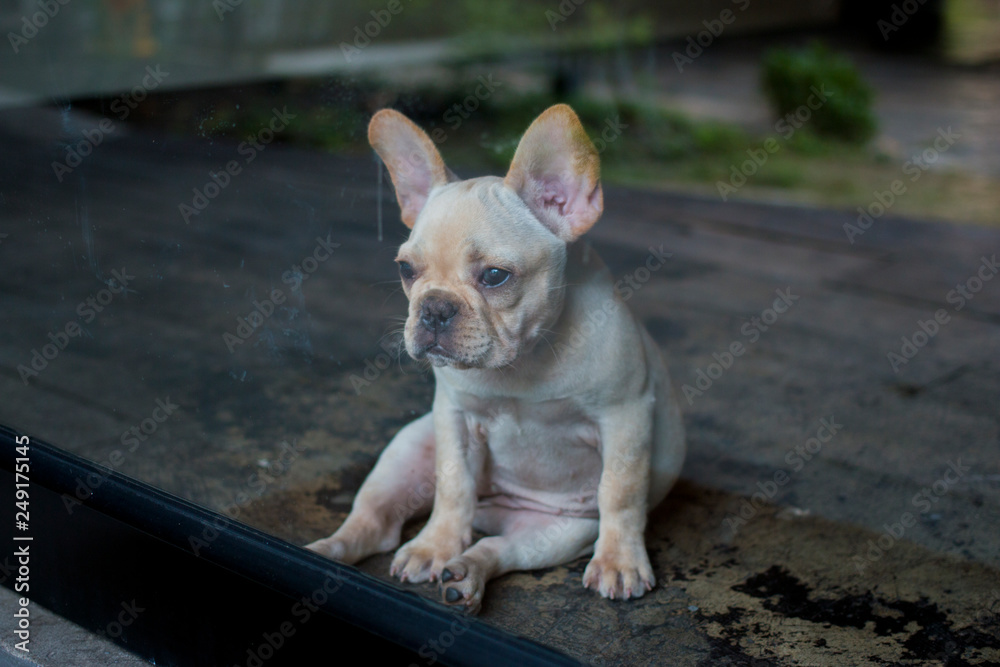 French Bulldog puppy looking outside through the glass. The dog feeling lonely.