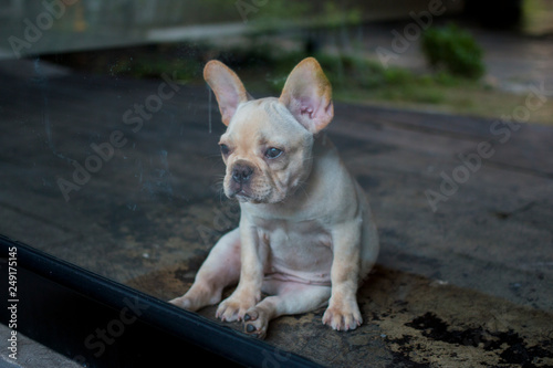 French Bulldog puppy looking outside through the glass. The dog feeling lonely.