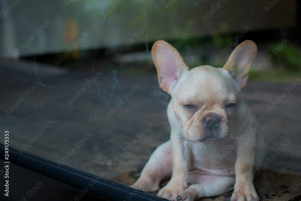 Portrait of French Bulldog puppy shoot though glass door. The dog feeling sleepy.