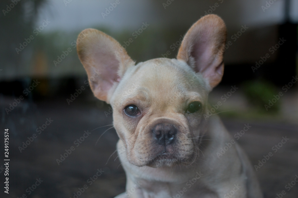 Portrait of French Bulldog puppy shoot though glass door. The puppy looking to the camera.