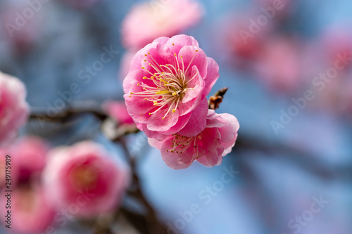 Red flower plum blossoms in Urban Agricultural Park in Adachi city, Tokyo, Japan