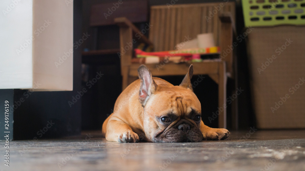 French Bulldog lay on the floor. The dog looking to camera.