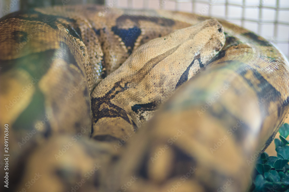 The boa constrictor, also called the redtailed boa or the common boa