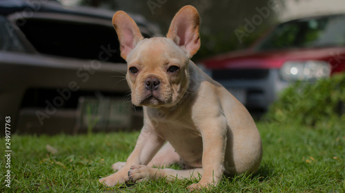 Fototapeta Naklejka Na Ścianę i Meble -  Close up French Bulldog puppy sitting on the grass field. The dog looking at camera.