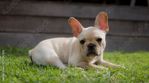 Close up French Bulldog puppy lay on the grass field. The dog looking to the camera. 