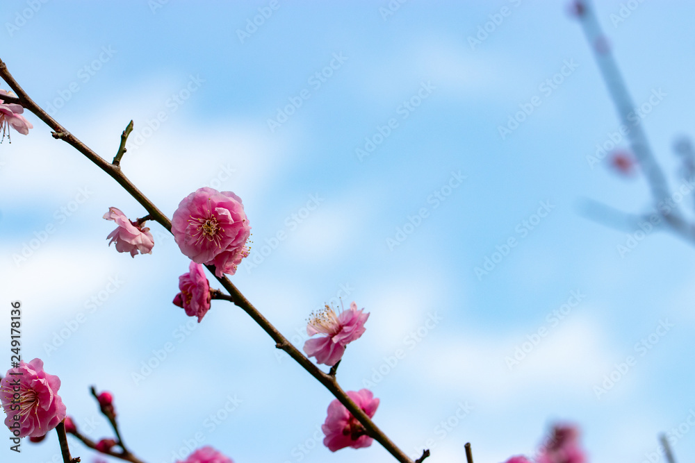 Red flower plum blossoms in Urban Agricultural Park in Adachi city, Tokyo, Japan
