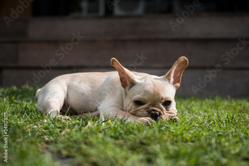 French Bulldog puppy playing the grass field.  © bzjpan