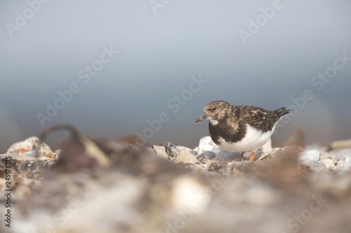 A ruddy turnstone (Arenaria interpres) walking and foraging in a sandstorm in the morning sun on the Island Heligoland