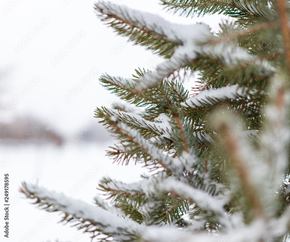 Christmas trees in the park. pine cones and white snowflakes. new Year. Christmas. Santa holidays. background.