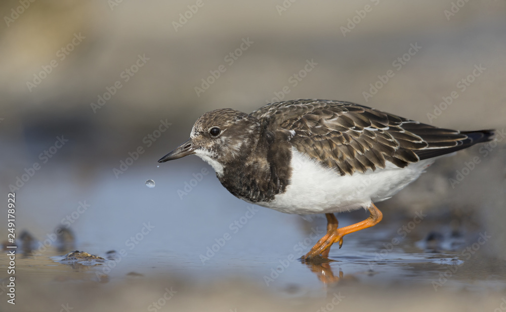 A ruddy turnstone (Arenaria interpres) drinking water from a small. With waterdrops falling from its beak. A ruddy turnstone (Arenaria interpres) drinking water from a small. With waterdrops falling from its beak.